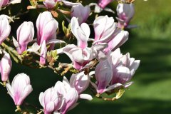 rsz_magnolia_blossom2