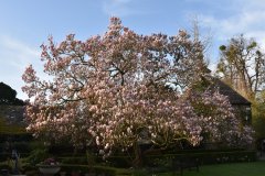 rsz_magnolia_tree