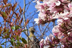 rsz_priors_piece_magnolia_dovecote